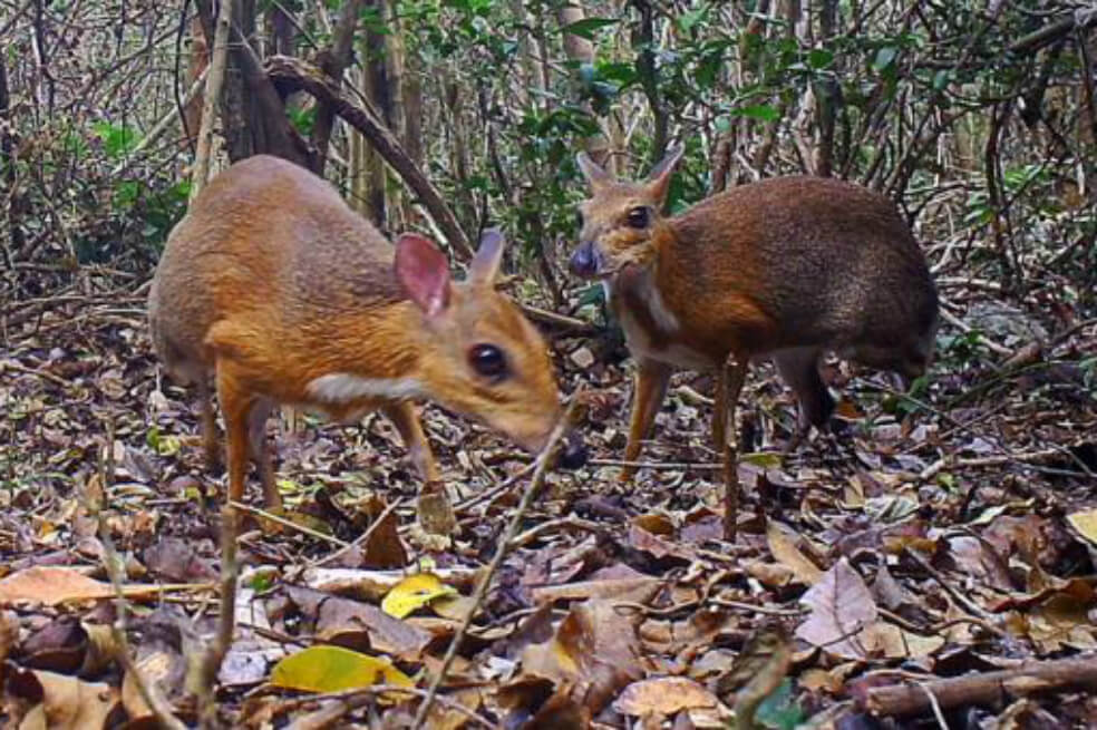 Fotografían a pequeño rumiante que no se veía desde hace 25 años