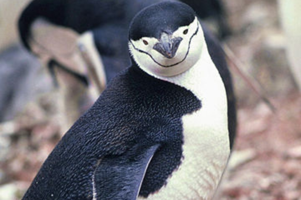 El pingüino barbijo duerme más de 10.000 veces al día para sobrevivir