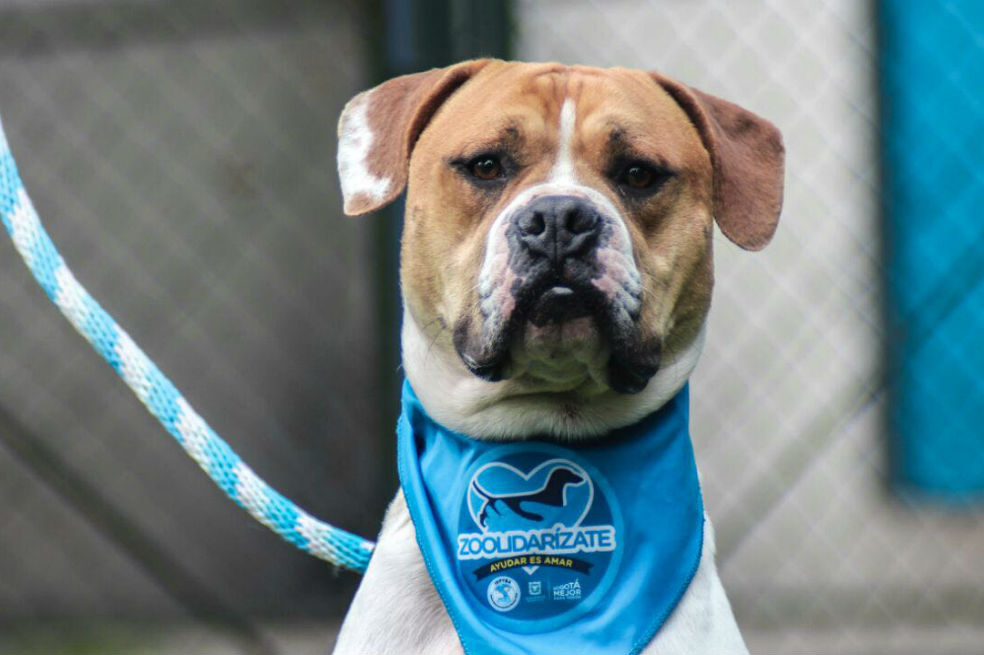 Este domingo, perros y gatos esperarán ser adoptados en Bogotá