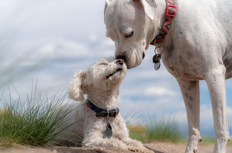 Perros guardianes: ¿son más protectores los machos o las hembras?