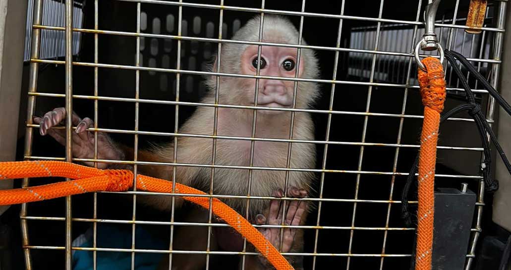 Mono cariblanco fue encontrado amarrado a una cama, desnutrido y sin colmillos