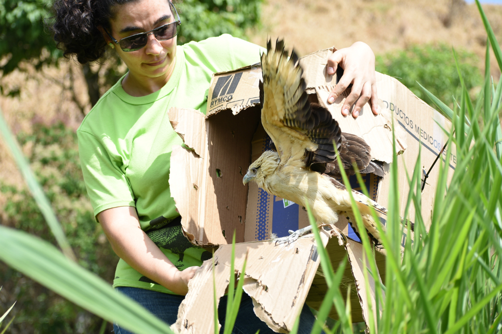 Van 140 animales silvestres liberados este año en Antioquia