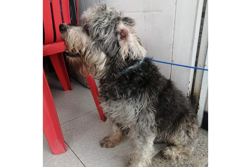 “No sabemos en dónde está”: buscan a Morocho, perro de 14 años, perdido en Bogotá