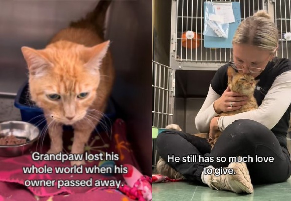 Regresó al refugio tras 10 años en familia: la realidad de los gatos mayores