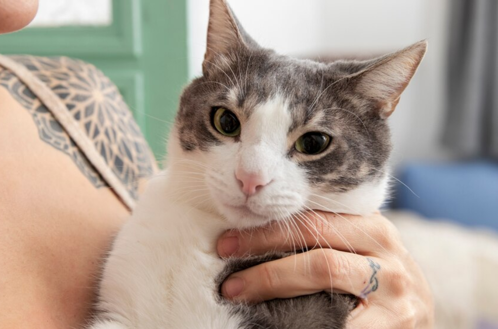 ¿Son más protectores los gatos o las gatas?