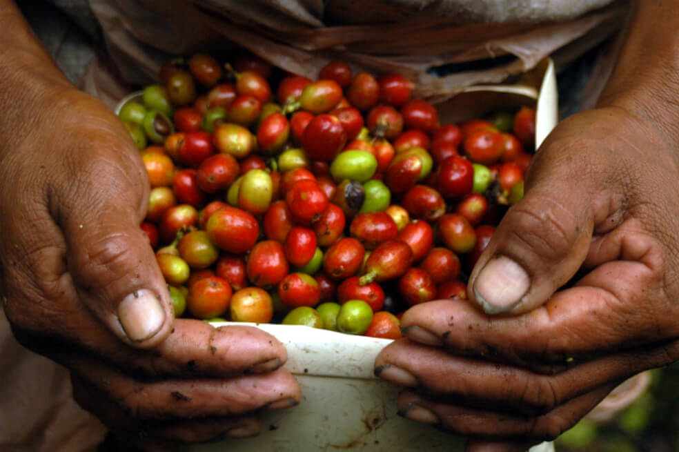 Exportaciones de café cayeron 8 % en agosto