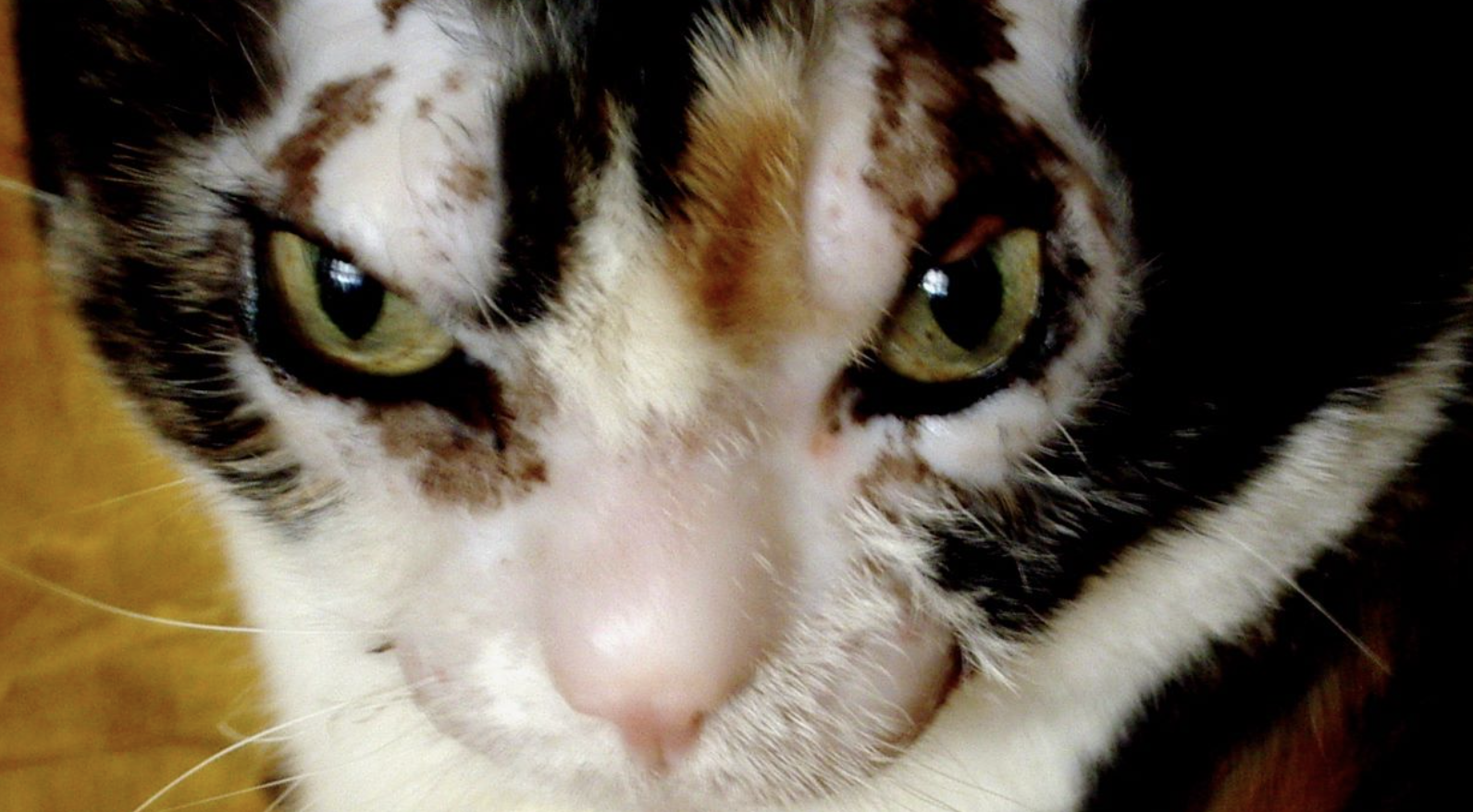 Ella es Charlotte, una gata que sobrevivió a un incendio en Nueva York.