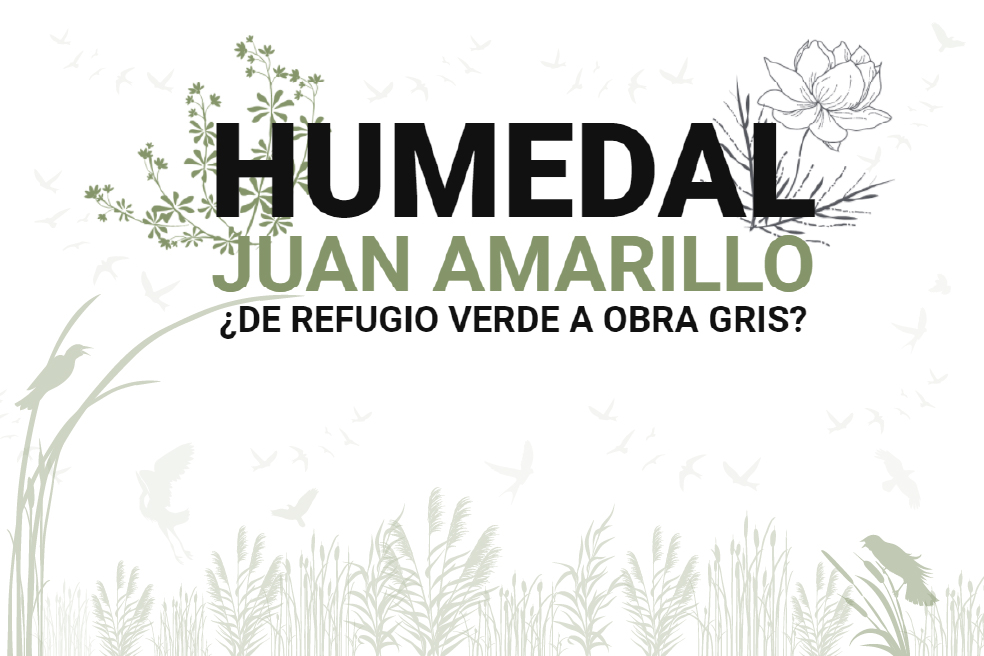 Humedal Juan Amarillo: ¿de refugio verde a obra gris?
