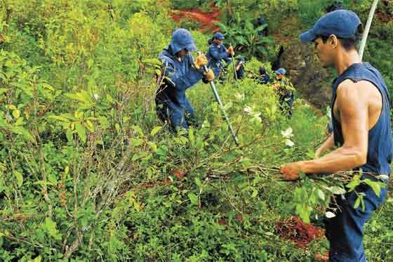 Cultivos ilícitos: aliados fundamentales en la construcción de la paz