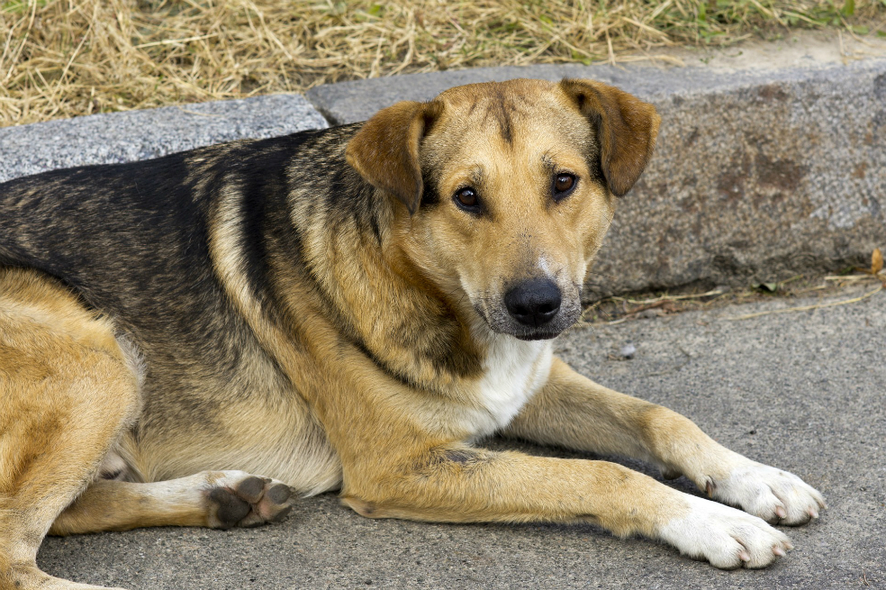 Animalistas rechazan operativo que recogió a perros callejeros en Risaralda