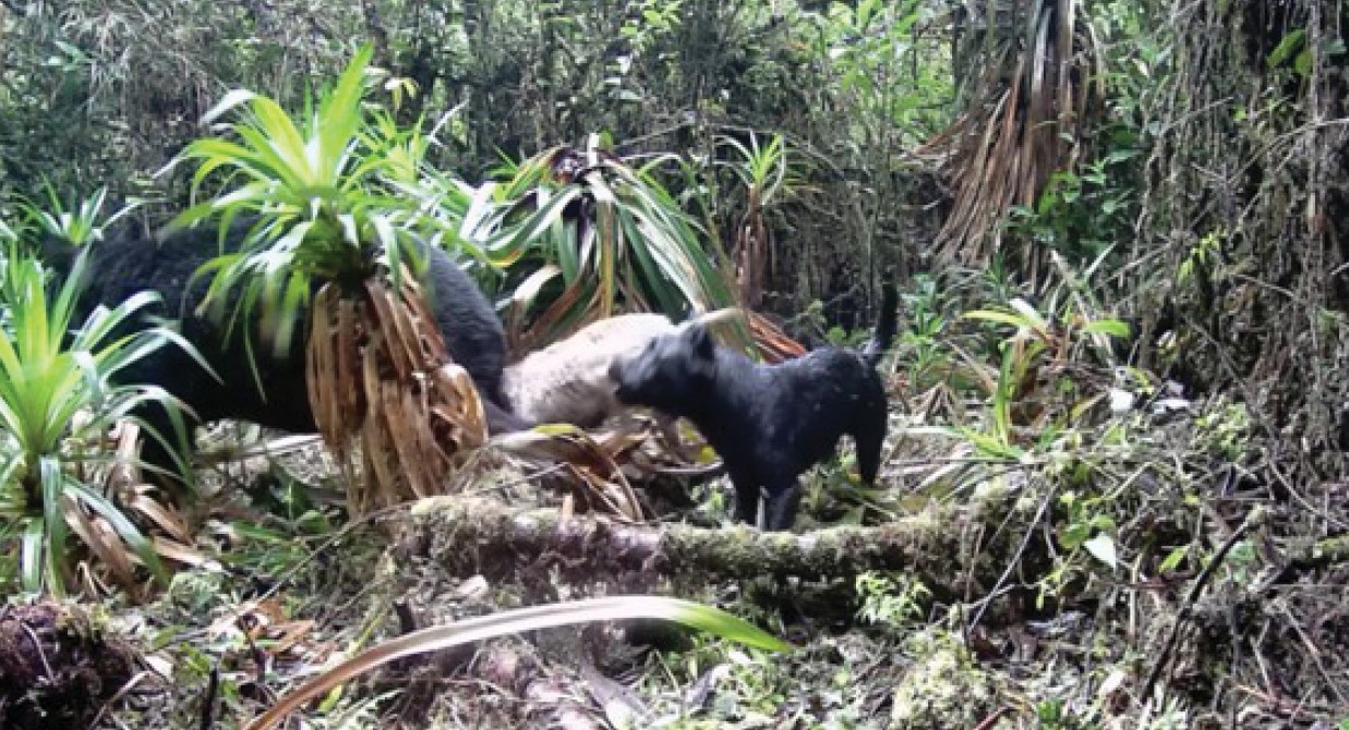Ataques de perros a dantas: el vídeo que muestra el peligro que enfrentan especies amenazadas