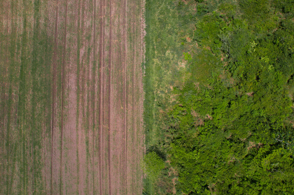 El arroz que tiene en problemas a uno de los ecosistemas esenciales del Llano