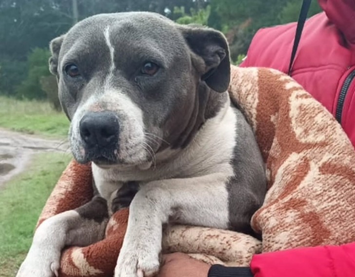 Perrita estuvo tres años perdida y la hallaron en una casa donde la usaban para tener crías