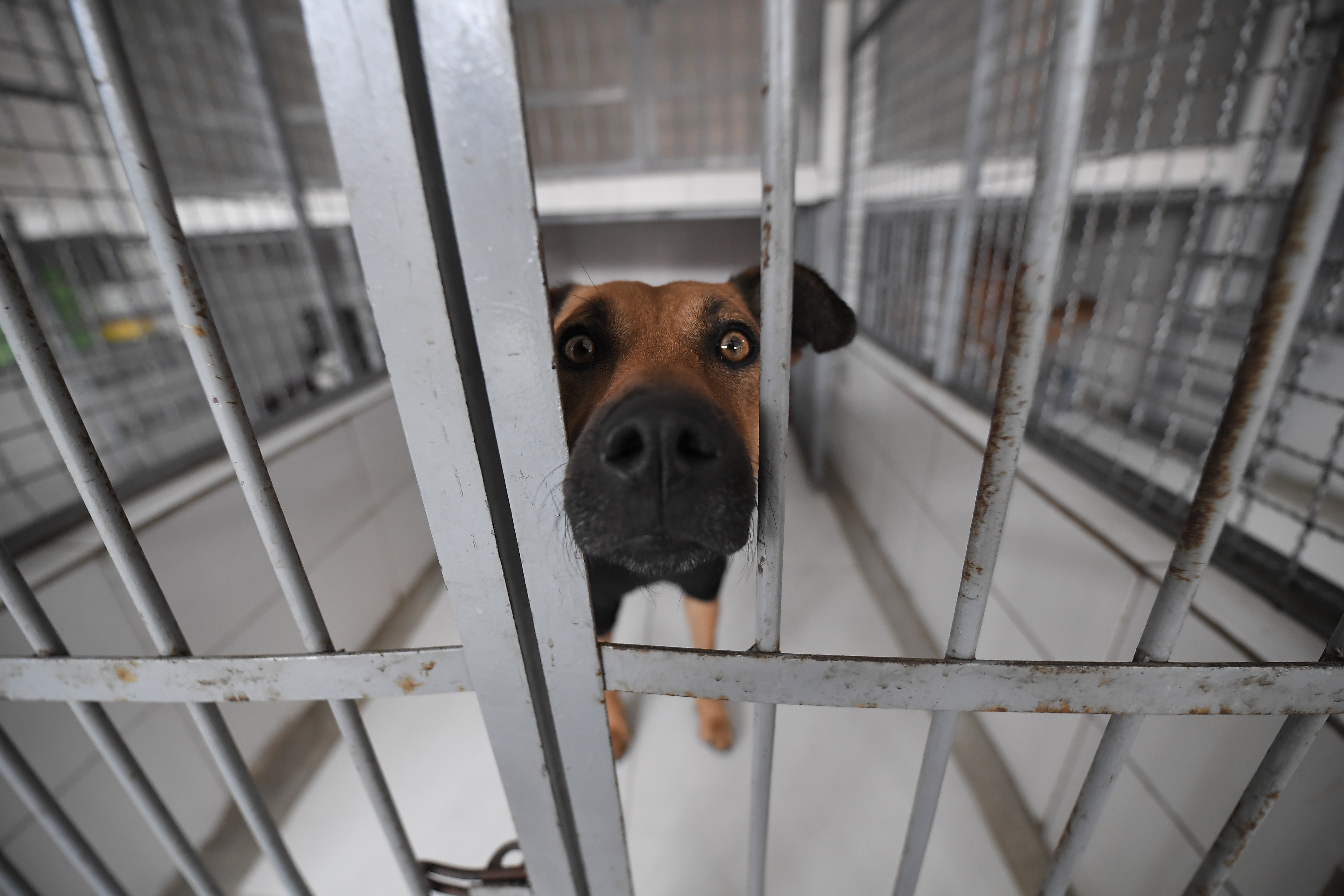 ¿Refugios sin animales? Dos centros de rescate quedaron vacíos tras adopciones