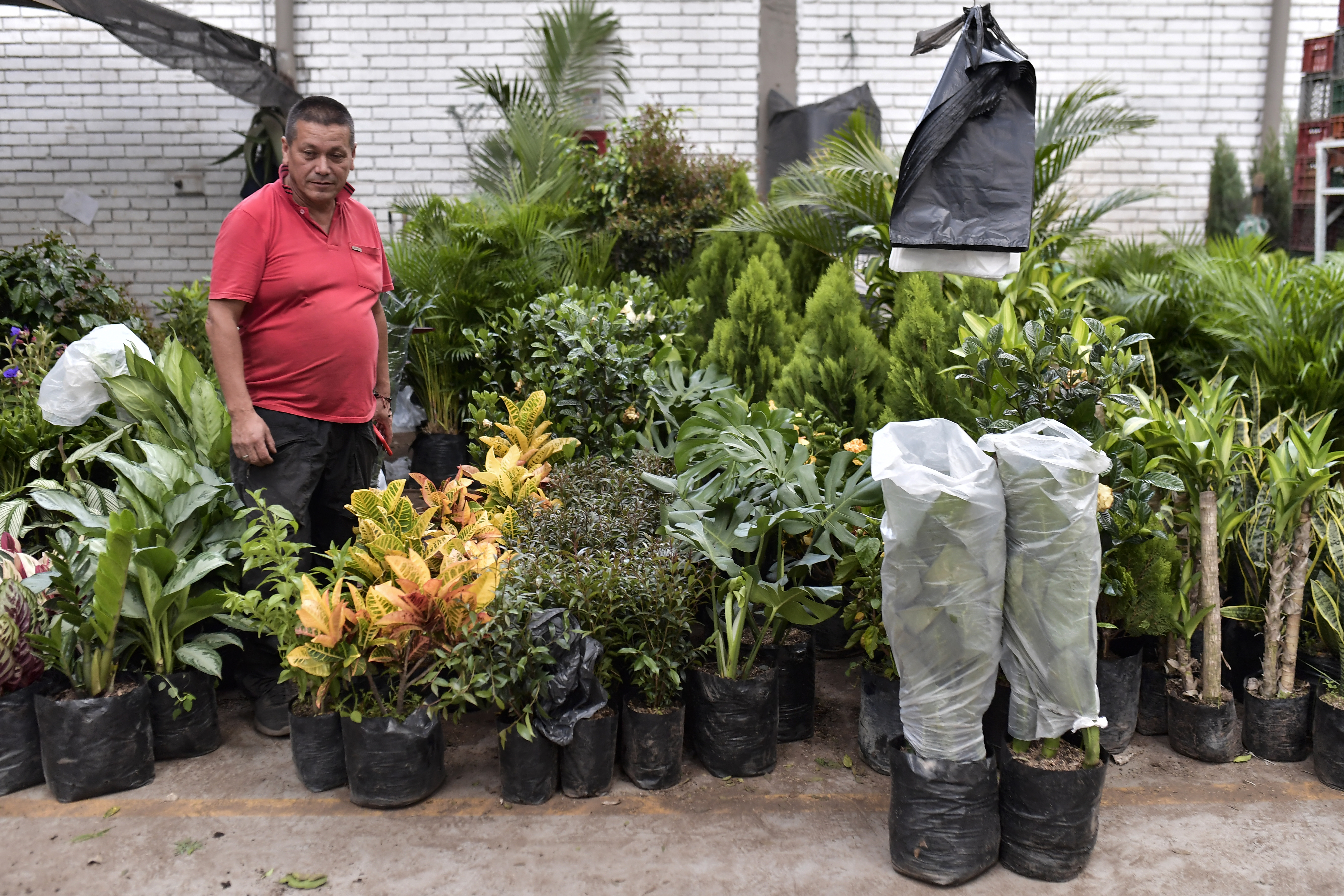 Plantas de maceta grandes en el Mercado Nacional de Plantas