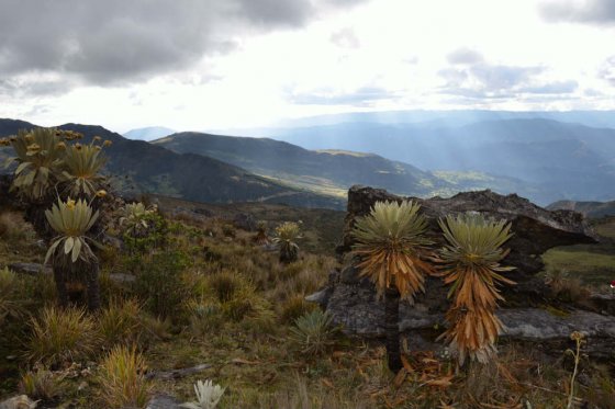 Estudio alerta sobre grave afectación de páramos en Colombia por calentamiento global