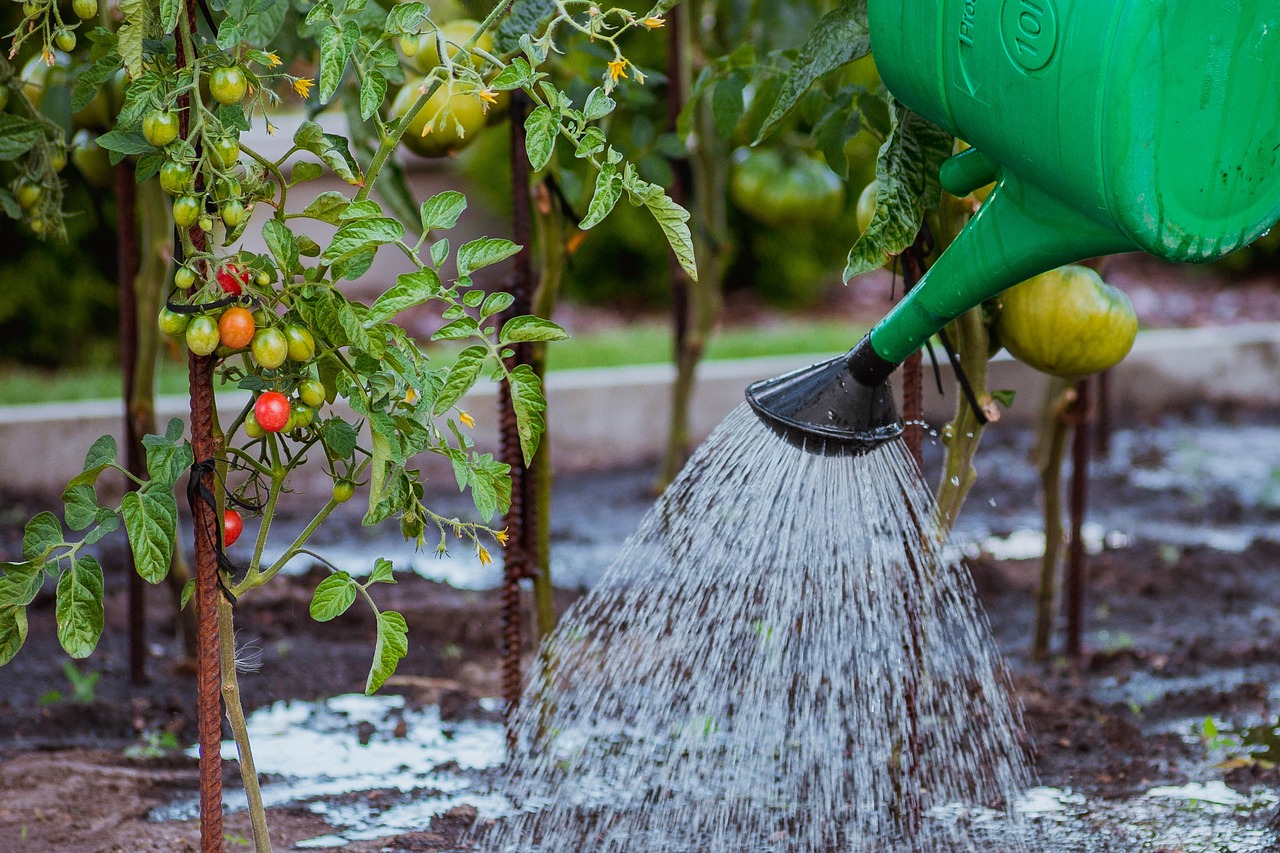 Consejos para regar sus plantas sin desperdiciar agua