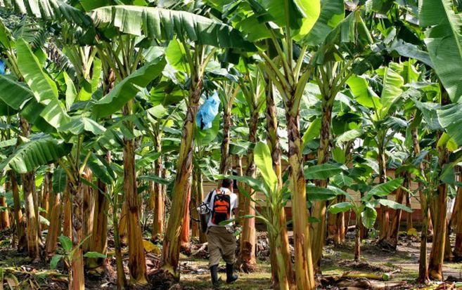 Así perdió Bananeras de Urabá S.A.S. su certificación de comercio justo