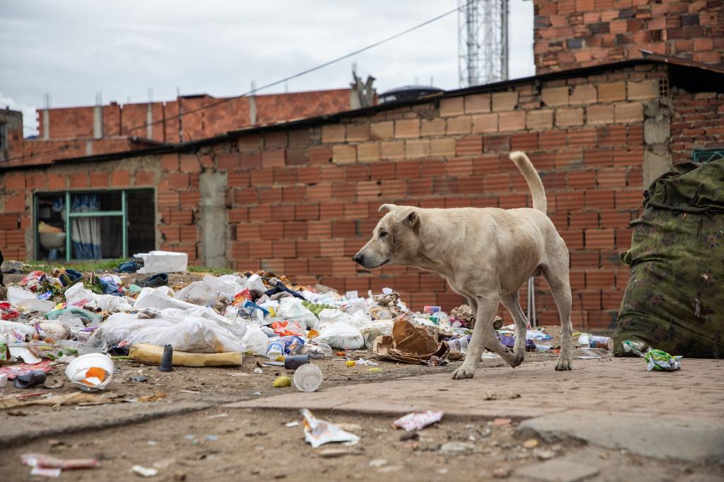 La mayoría de los perros abandonados en Bogotá se encuentran en la periferia.