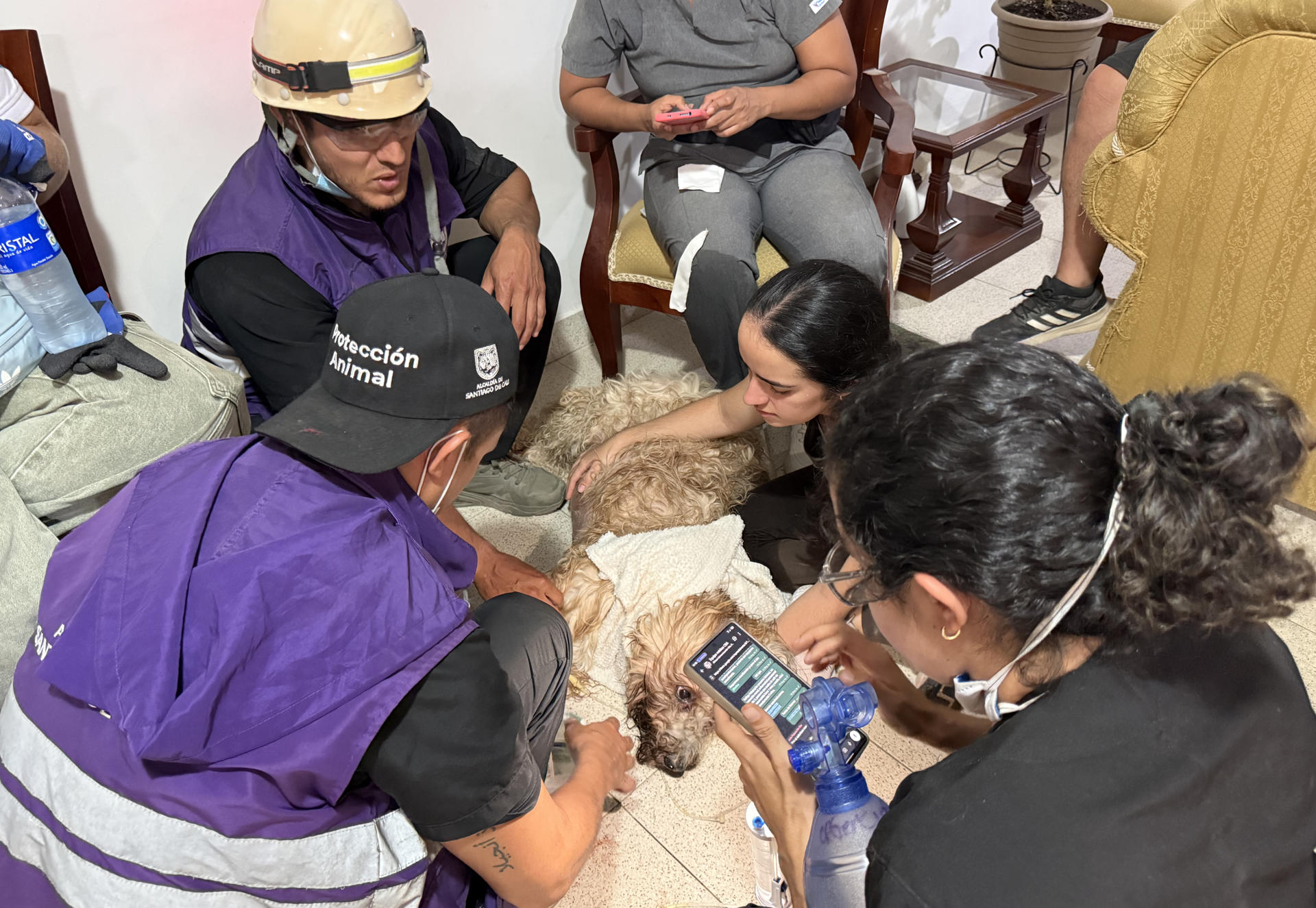 ¿Qué puede donar para ayudar a las mascotas afectadas por el terremoto?