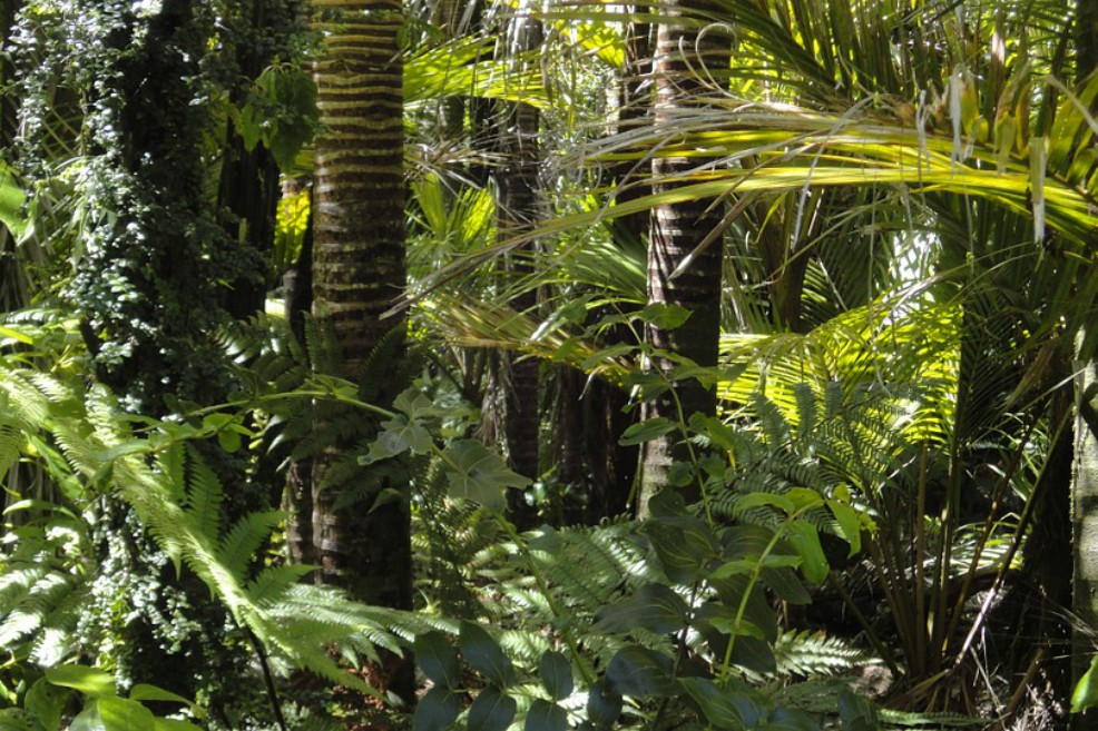 La vegetación empieza a saturarse del exceso de CO2 atmosférico