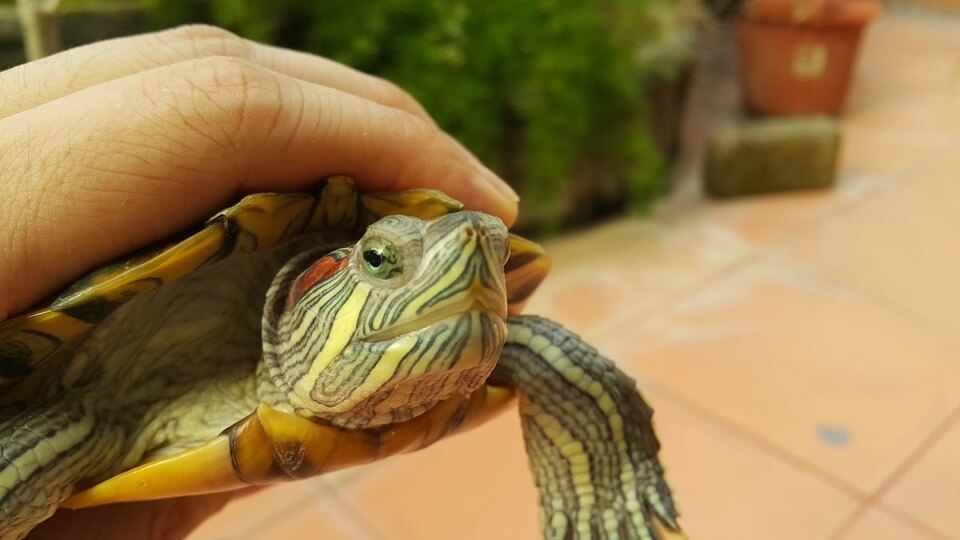«En Armonía con la vida», el llamado del Distrito a rechazar el tráfico de fauna y flora en Semana Santa