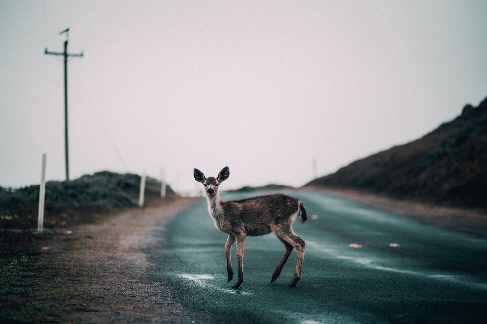 Países Bajos construirá nuevos puentes para reducir accidentes con animales