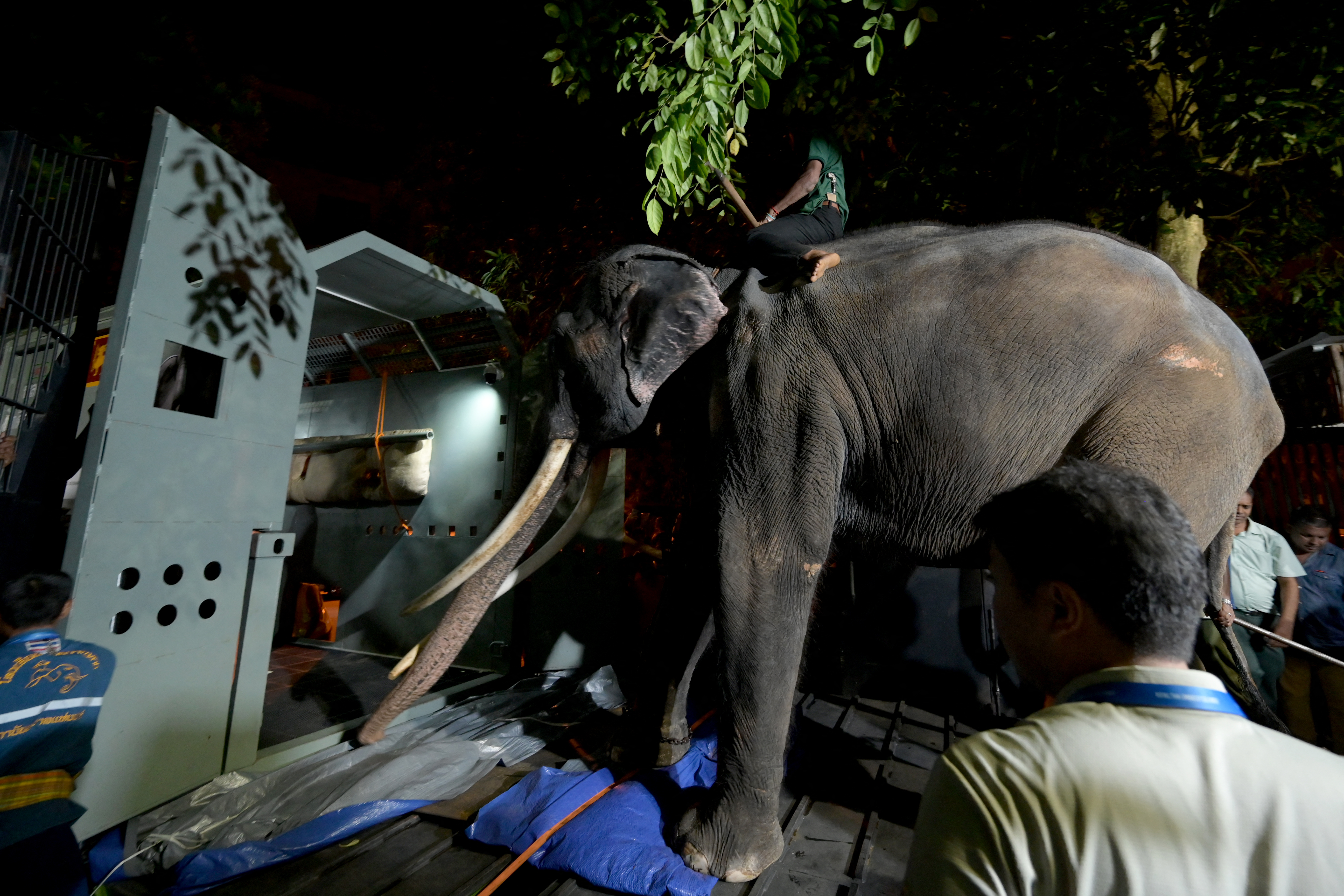 Muthu Raja, el elefante que fue repatriado a Tailandia tras acusaciones de maltrato