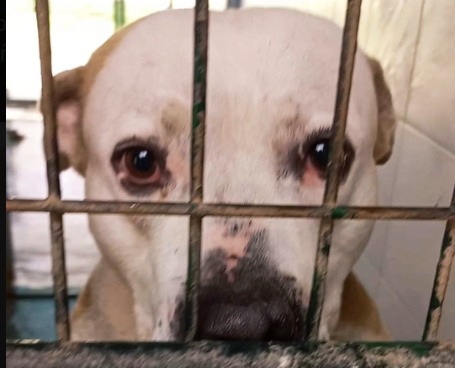 Pancho, el perro adoptado al que devolvieron porque “tiraba mucho de la correa”