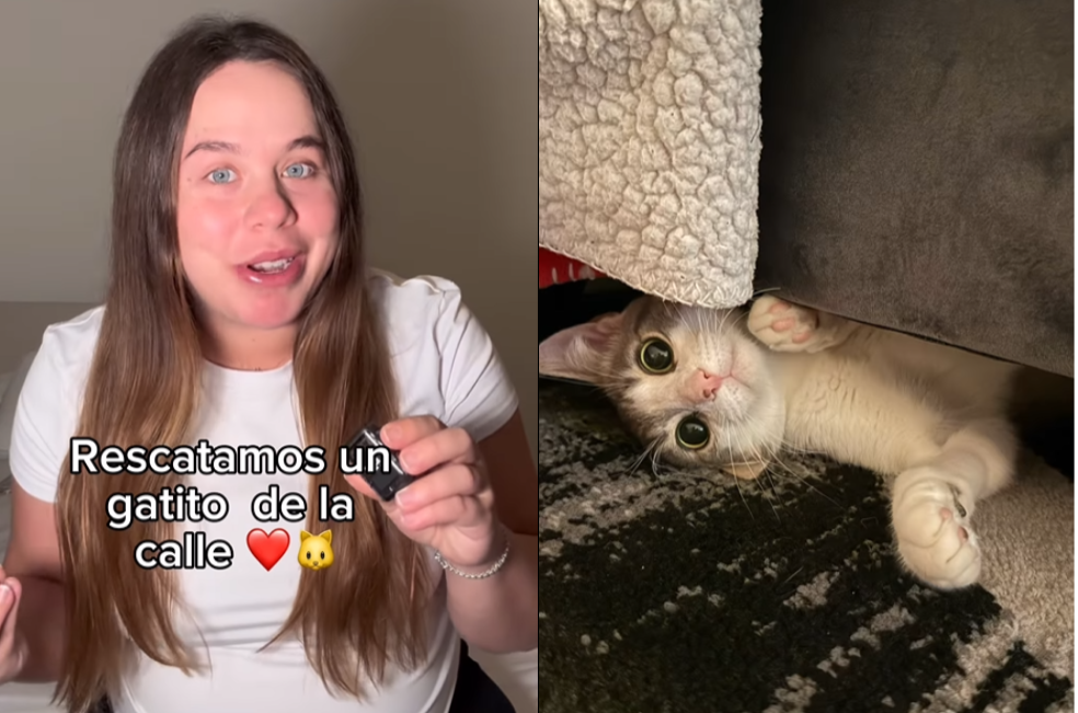 La historia de Robert: el gato que ahora es parte de la familia de Los Chicaneros