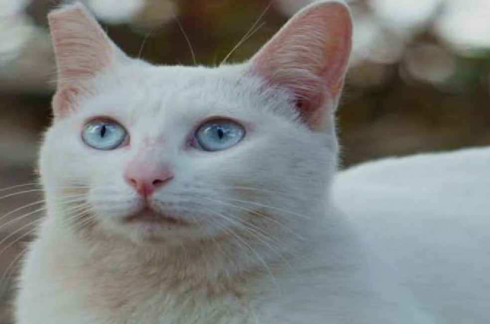 Ofrecen recompensa por Bianca, gatita sorda perdida en Bogotá
