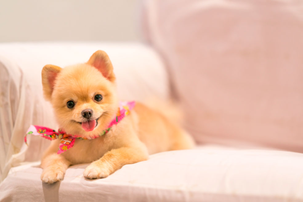 Tendencia: los 5 nombres más creativos para perros este 2022