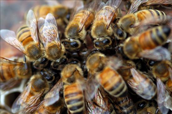 Muere diputado hondureño atacado por abejas