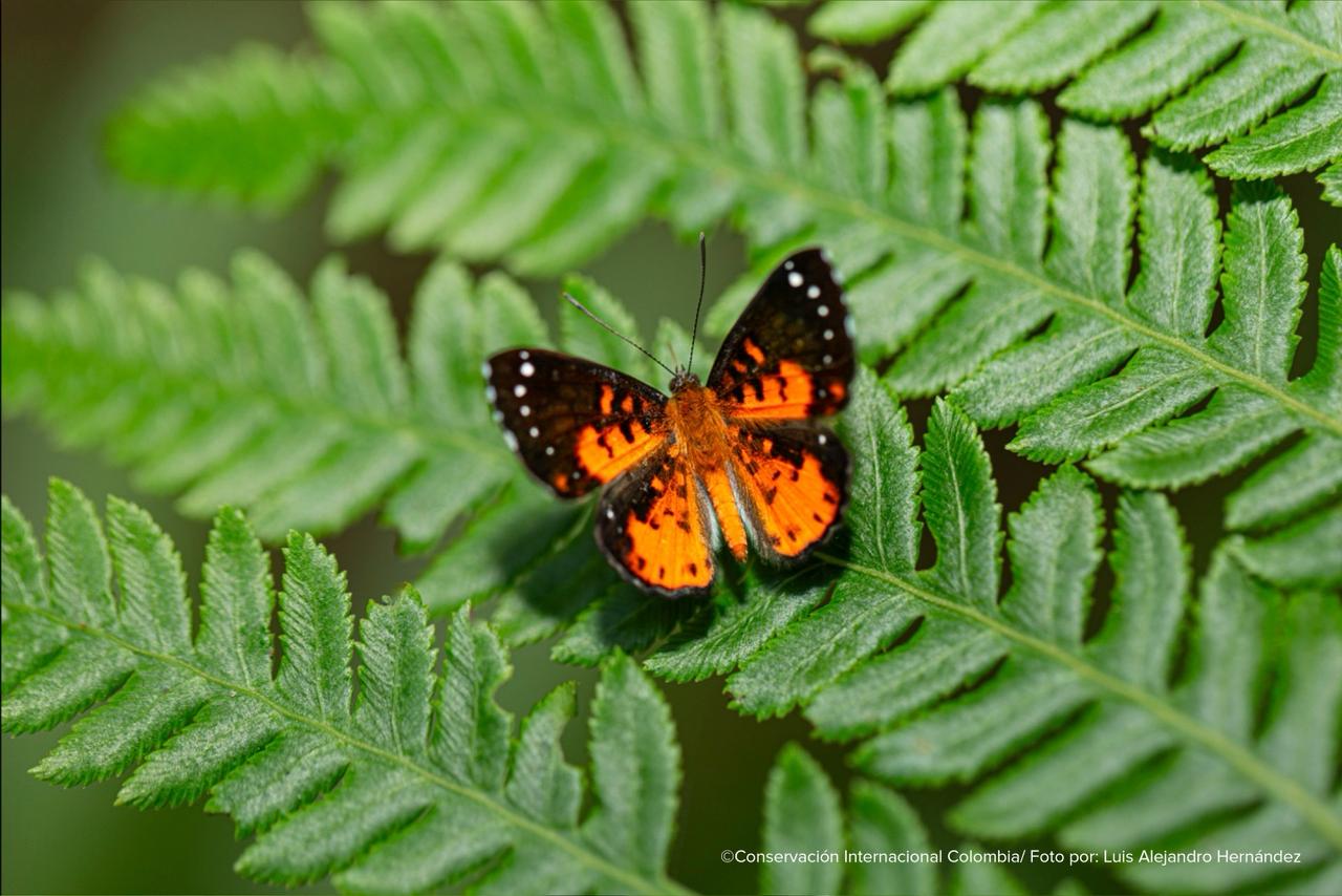 Mariposas.