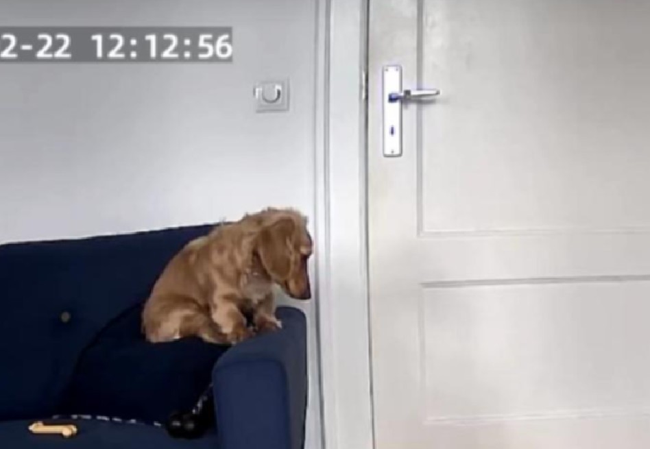 Revisó la cámara de su perro y lo que encontró la hizo llorar (video)