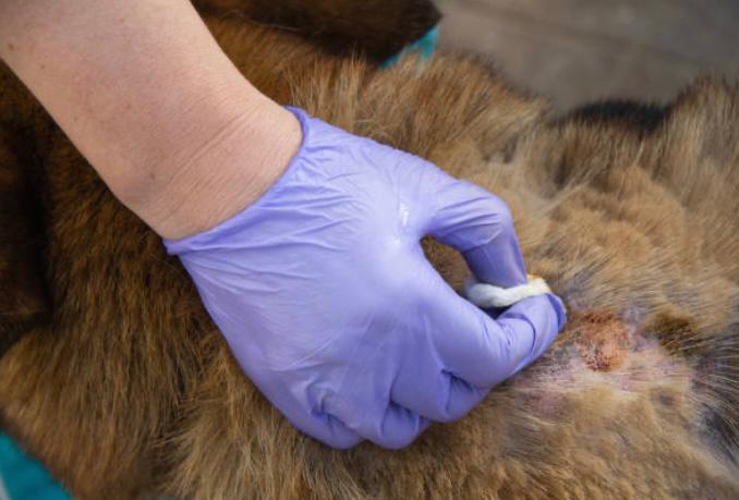 Dermatitis canina: síntomas, causas, tipos y tratamientos