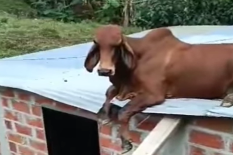 Encontraron a una vaca en el techo de una casa en Antioquia