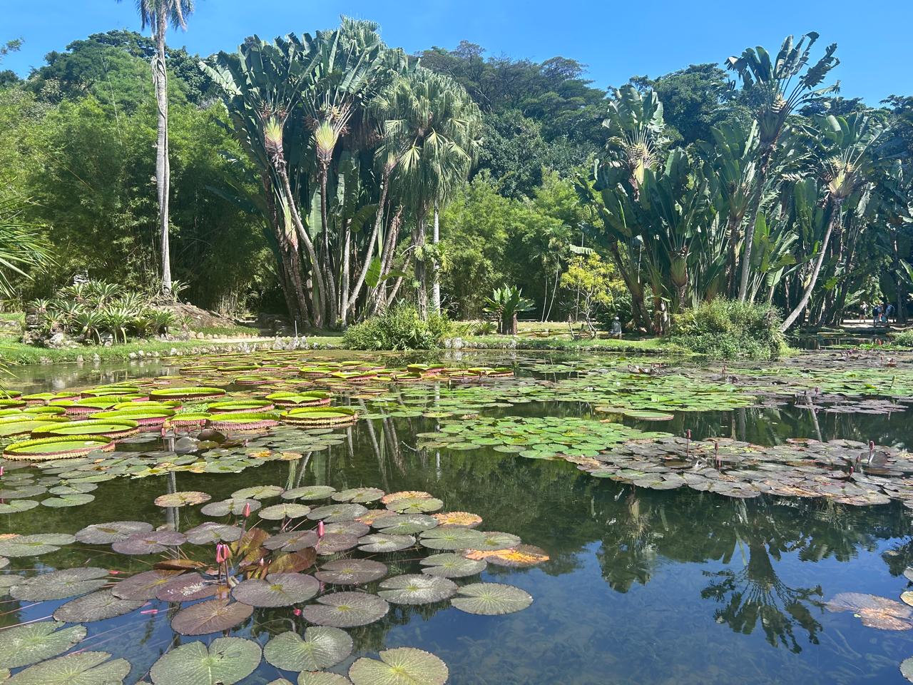 ¿Qué hacer en Río de Janeiro?: así es el turismo botánico que conquista visitantes