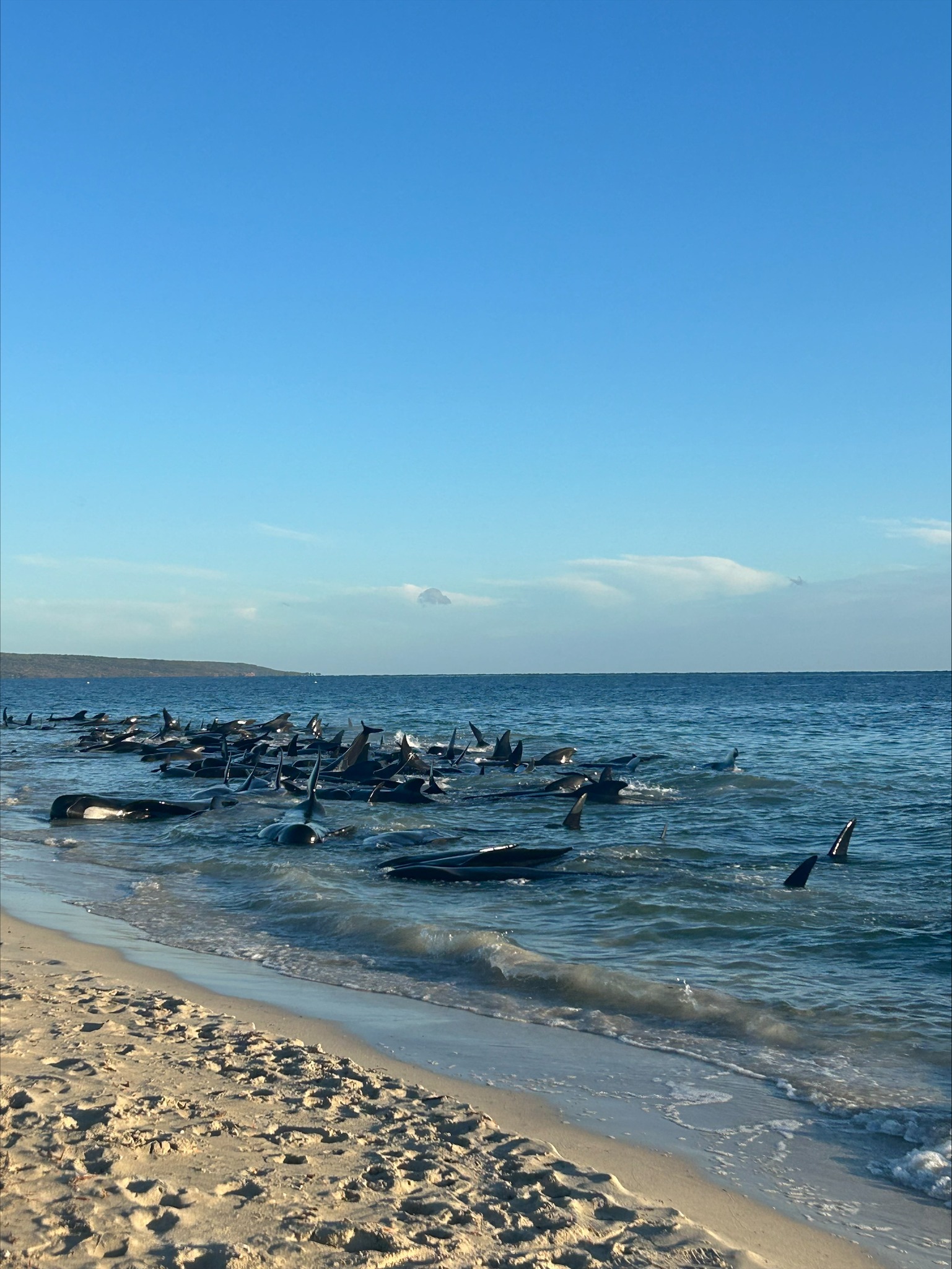Rescatan 100 ballenas varadas en una playa de Australia. Otras 29 murieron