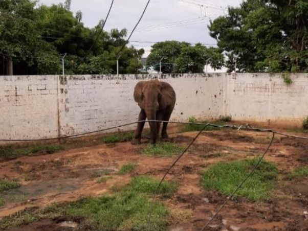 Santuario animal rescatará elefantes que viven en zoológicos bajo malas condiciones