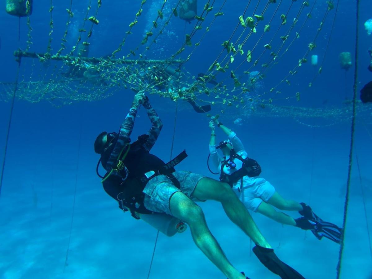 La propuesta de buceo regenerativo que le apuesta al turismo sostenible