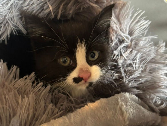 Gato sobrevivió a un viaje de 400 km en el chasis de un BMW: así fue su rescate