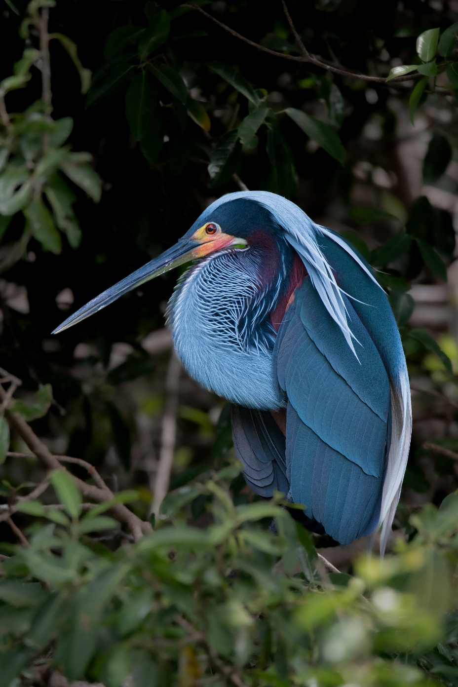 Córdoba es el único lugar de Colombia donde anida la garza agamí, una de las aves más bellas de América.