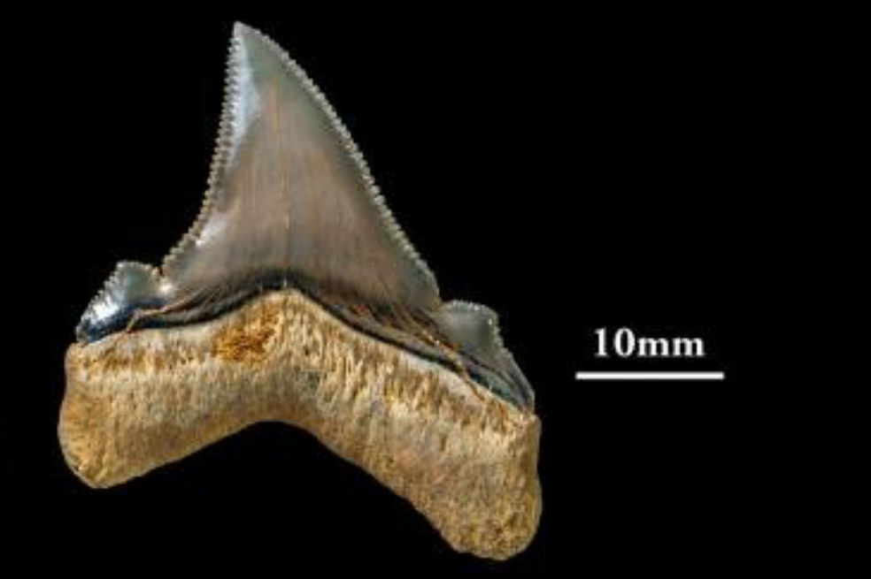 Hallan los dientes de un tiburón prehistórico gigante en Australia