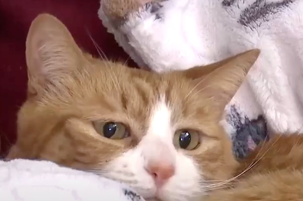 Una gata se perdió en una mudanza y apareció un mes después atrapada en el sofá