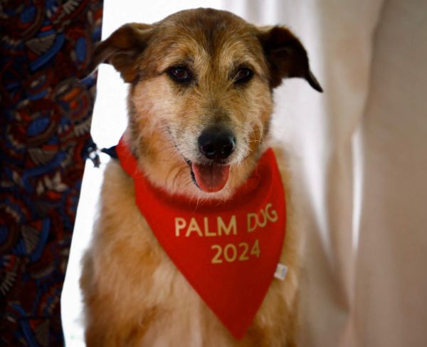 Kodi, el perrito callejero que ganó el Palm Dog en Cannes