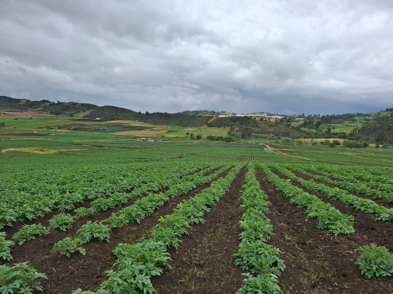La iniciativa que busca reducir la huella de carbono en la producción de papa en Colombia