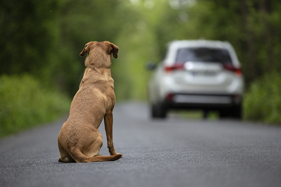 Diciembre, mes del abandono de perros y gatos, ¿por qué los dejan en la calle?