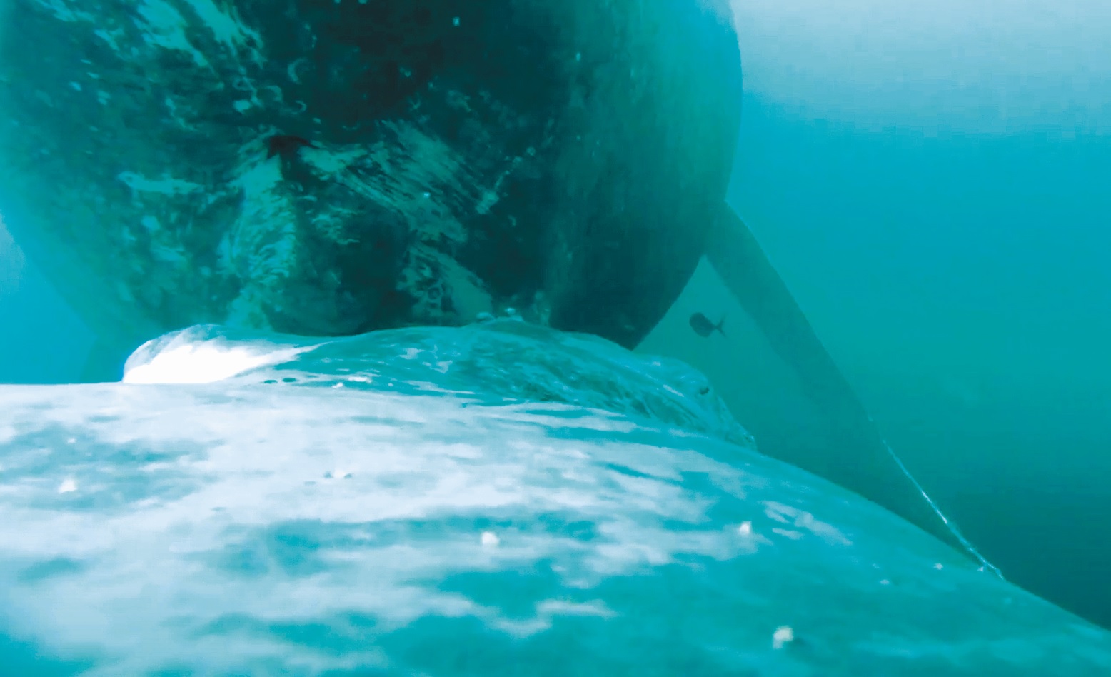 Este es el primer video de una ballena amamantando a su cría en Colombia
