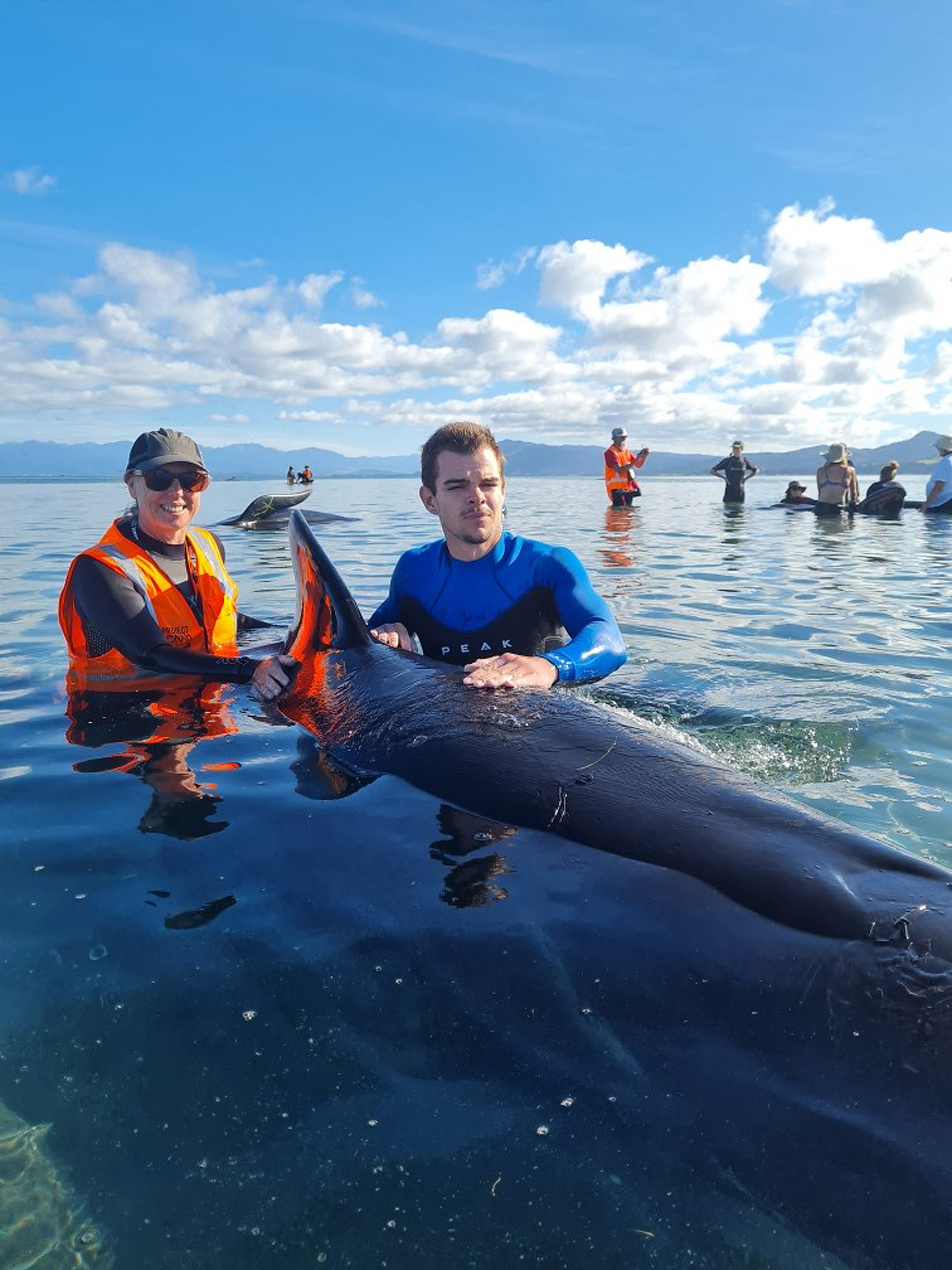 Rescatan 28 ballenas piloto encalladas en Nueva Zelanda